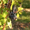 Visiter le groupe Vignobles suisses