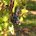 Vignobles suisses
