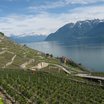Visiter le groupe Lavaux