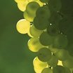 Visiter le groupe Fête des Vignerons 1999