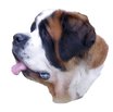 Le Saint-Bernard, chien national suisse
