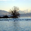 Visiter le groupe Les rives du Léman