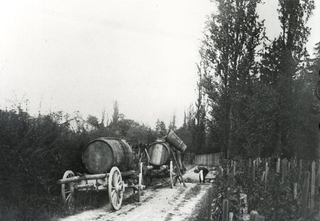 Vendanges à Gilly, Grand-Lancy