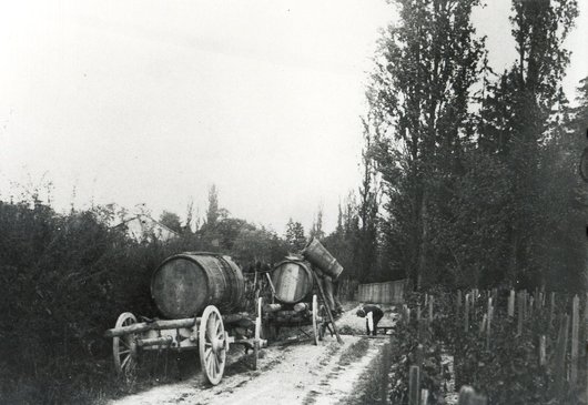 Vendanges à Gilly, Grand-Lancy