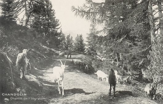 Sur le chemin de l'Illgraben / Ponchet