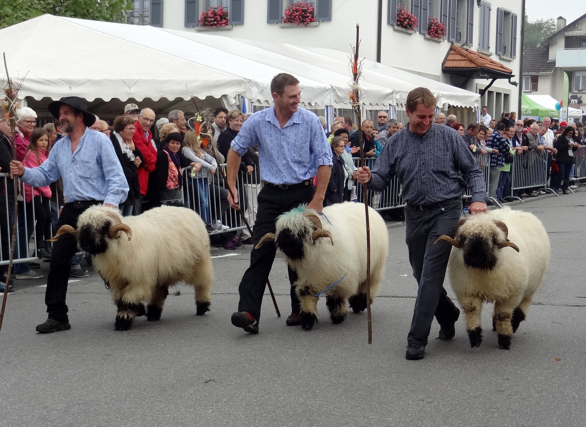 Désalpe de Semsales Moutons Nez Noirs